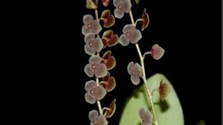 Micro Orquídea Stelis Argentata