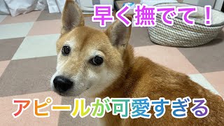 撫でて欲しい時の柴犬のアピールが可愛い過ぎる