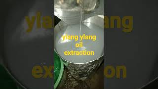 Ylang ylang essential oil extraction and production