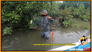 hasil bento KETAM di suak suak bakau TERUS DI rebus