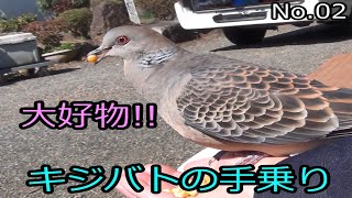 キジバトの手乗り No.02 (Pigeons will ride on your hand.)