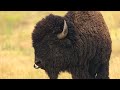 they shot the painted bison who does that climbing wilson’s arch in 100° heat