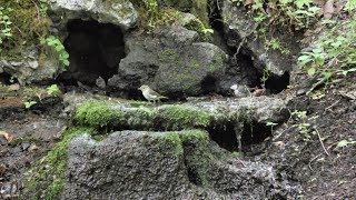 山中湖 大洞の泉のシジュウカラとセンダイムシクイの水浴び　その２（4K動画）