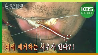 환경스페셜 - 뭉쳐야 산다, 그들만의 생존전략/ KBS 20071121 방송