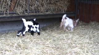 とっても小さいピグミーゴートの双子の赤ちゃん　Pygmy goat Twins 2015 0505