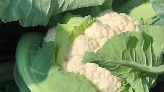 Cauliflower WS 523, North West Delhi January 2025