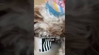 ✨In-som-NOM-nia✨|IB:thebernerbunch #trending #trend #dog #shorts #viral #funnydogs