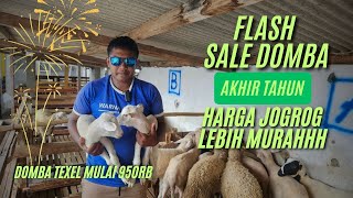 PROMO FLASH SALE AKHIR TAHUN HARGA DOMBA MULAI 950 RIBU DI KURAWA FARM KEDIRI