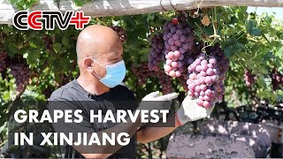 Farmers Reap Bumper Harvest of Red Grapes in Xinjiang