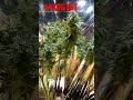 afgoo overdrive seed 2 harvest week 9 flowering