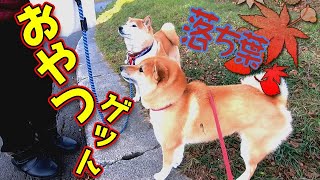 枯れ葉の中でジャンプにダイブ　ルンルンはしゃぎ回る柴犬　　🍃🐕🍂Walk in the park