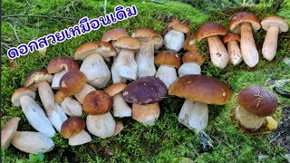 เห็ดผึ้งหวาน💯ท้ายฤดู🍄ยังมีดอกอวบๆ สวยๆ ให้เก็บอยู่จ้า🍄🌲💯