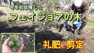 【家庭菜園】フェイジョアの木に追肥(礼肥)と軽～く剪定