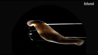Searching for the Source of Planarians’ Regenerative Powers