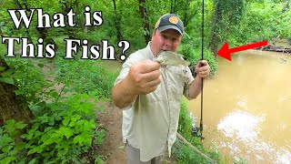 Ultralight Fishing in a New Park Creek: Mystery Fish Caught in Muddy Waters