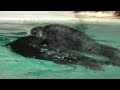 じゃれあいラッコのロイズとメイ（鳥羽水族館）2017.8.27