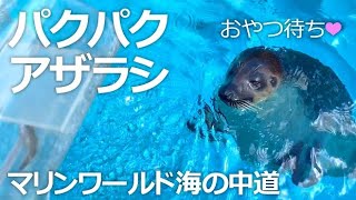 アザラシさんのおやつやり体験【マリンワールド海の中道】パクパクアザラシ