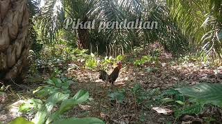 Mikat Ayam Hutan/Memuaskan,,,aksi pikat sorong kebanggaan para joki