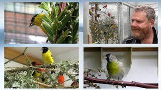 Schwarzzeig,Maskenzeisg,Schwarzbrustzeisige usw bei Peter Wahl u. Günter Eichele. #Vogelzucht.