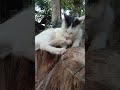 Yang dimandiin cuma kakinya🤔🤔 #cat #cute #cutecat #kucinglucu #catlover #shortvideo #funnyvideo