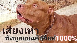 เสียงหมาเห่าดุๆ หมาพิทบูล#แบนด็อกแท้1000%(Bandog)dog