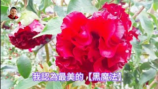 台北茶花展 Camellia Exhibition＠陽明山花卉試驗中心