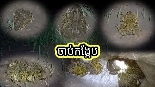 Catch a frog / ចាប់កង្កែប /