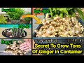 10 रुपए में उगाइये 10 किलो अदरक ~ Secret To Grow 10 kg Ginger In 1 Container ~With 10 Months Updates