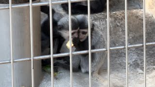 リンゴを食べるアビシニアコロブス【‎2023‎年‎12月‎20日】【上野動物園】