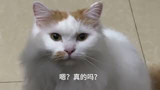 #狗子叫帅帅 #奶黄超爱叫 #猫咪叫声表达含义 #睡觉