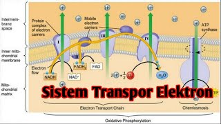 Sistem Transpor Elektron (STE)