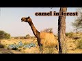camel in forest// best clip of camel of desert