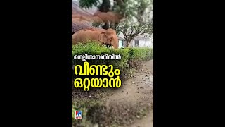 നെല്ലിയാമ്പതിയില്‍ വീണ്ടും ഒറ്റയാനിറങ്ങിയത് ആശങ്ക #Nelliyambathy #palakkad #wildelephant