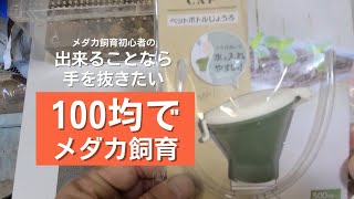 100均グッズでメダカ飼育 ゾウリムシ培養