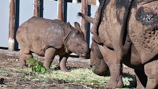 多摩動物園インドサイデコポンRhinoceros unicornis 2024/12/24