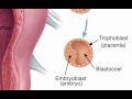 chapter 29 cleavage of the zygote