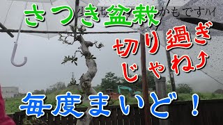 【ちょっと切り過ぎたかも】さつきの花後の剪定【でも大丈夫】