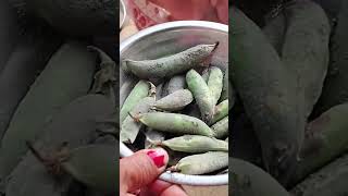 gaon k chulhe par bhune aaloo matar😋🥔🫛👌🔥💯#viralvideo#villagelife#villagevlog#ytviral#viralreels