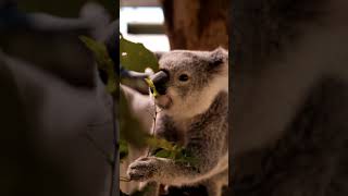 #koala lethargic marsupial bear animal Kingdom cute fun#star#shorts