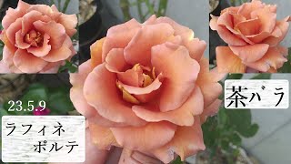 【茶バラ】ラフィネポルテ開花23 5 9【切花品種】