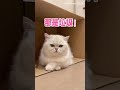 猫咪的逻辑思维鬼才