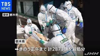 栃木・那須塩原市の２養豚場で豚熱、殺処分進む