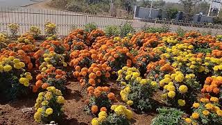 Beautiful Flower Garden | Marigold | Hybrid Marigold Plant Care💮🌸😍 How To Cultivate Marigold Plants