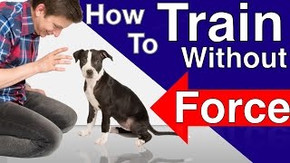 How to Train your Dog Without Force: Stop Puppy Biting, Pay Attention and Train Smarter!