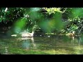 オシドリの親子に遭遇 mandarin duck