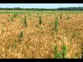 Song for Sunday - Weeds in the Wheat by Front Range