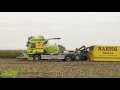 mais hakselen met claas jaguar 960 terra trac van hartog abbekerk