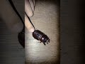 we found a GIANT beetle