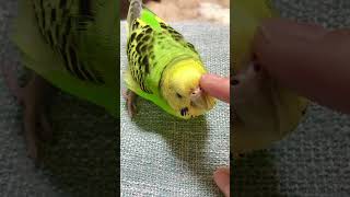 頭をカキカキして欲しい？セキセイインコの幼鳥ぴっぴ　#shorts