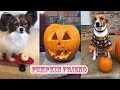 Pumpkin Friend Challenge Musically TikTok Compilation 2018